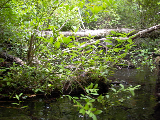 JUNIPER_SPRINGS_05.26.07_039