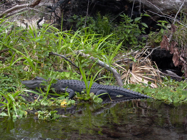 JUNIPER_SPRINGS_05.26.07_067