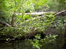 JUNIPER_SPRINGS_05.26.07_039