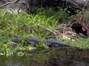 JUNIPER_SPRINGS_05.26.07_067