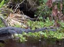 JUNIPER_SPRINGS_05.26.07_068