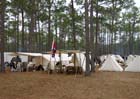 OLUSTEE_2009_008